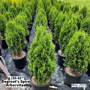 May 2025 5g (30-42) Degroots Spire Arborvitae Group for Website
